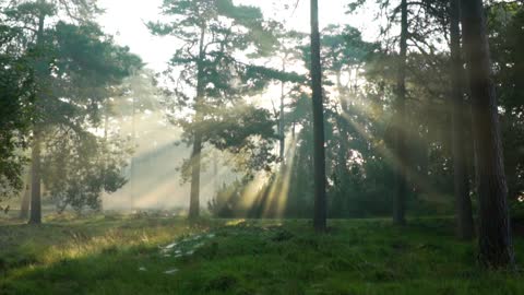 Sun Rays in the Forest