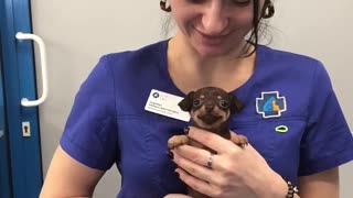 Puppy Doesn't Mind Visiting The Vet