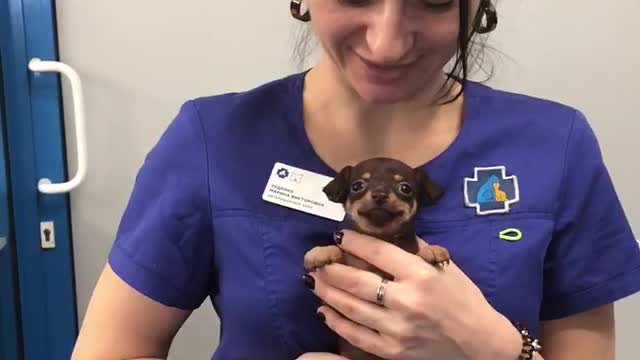 Puppy Doesn't Mind Visiting The Vet