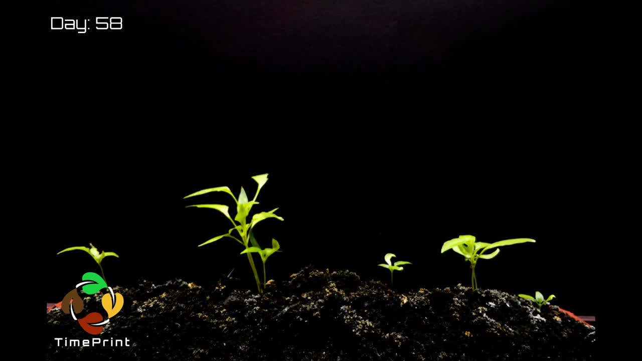 Developing Peppers From Seed Time Lapse