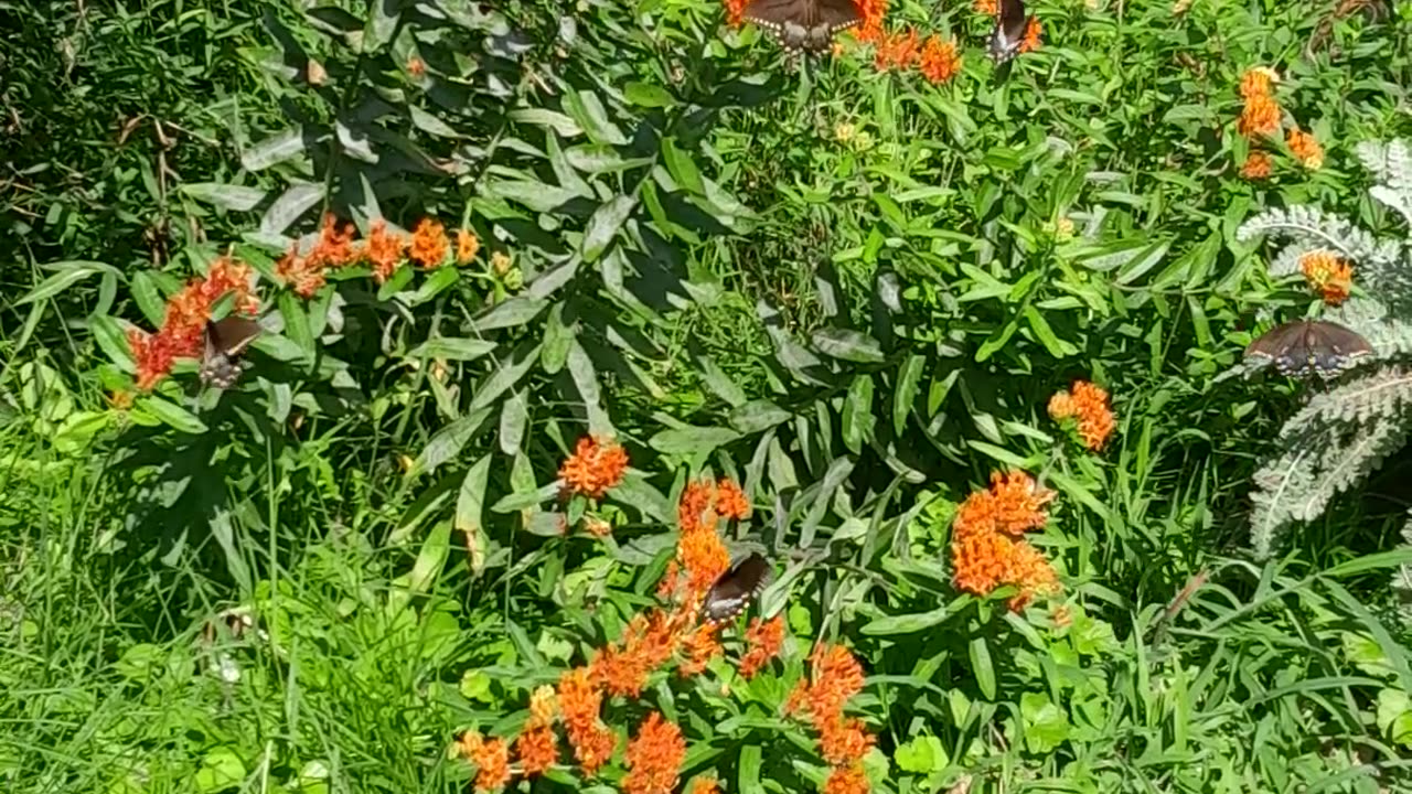 Butter fly weed