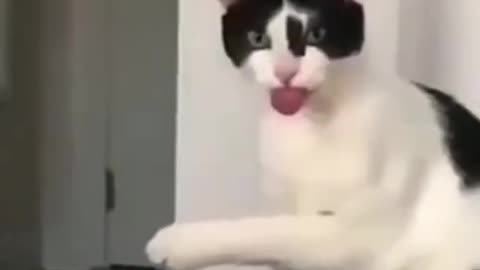 FUNNIEST CAT AND DOG FUNNY ANIMAL VIDEOS