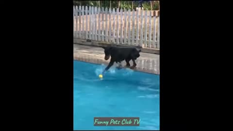 Funny Animal Videos 🤣 Funniest Cats and Dogs Videos 2024 😅