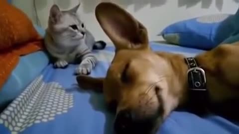 Funny Angry Cat does not let The Dog Sleep