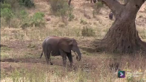 Elephant in the jungle eating