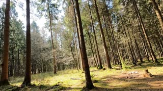 In a pine woodland