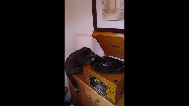 Cute DJ Cat