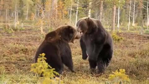 Most Amazing Moment Of Wild Animal Fight! Two Bears Fighting