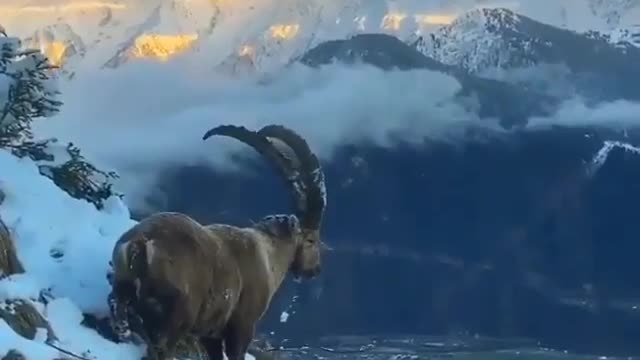 Goat amazing view