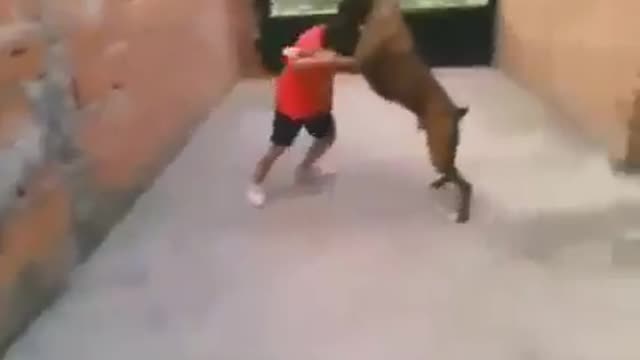 what if your dog fought mma