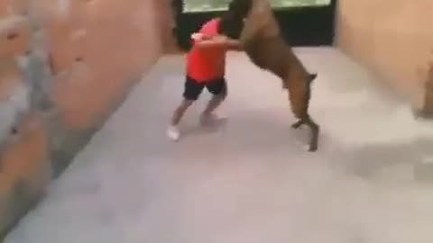 what if your dog fought mma