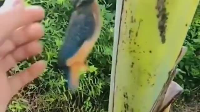 Woodpecker got stucked 🥺