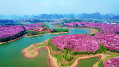 Guizhou Pingba cherry blossoms part-2