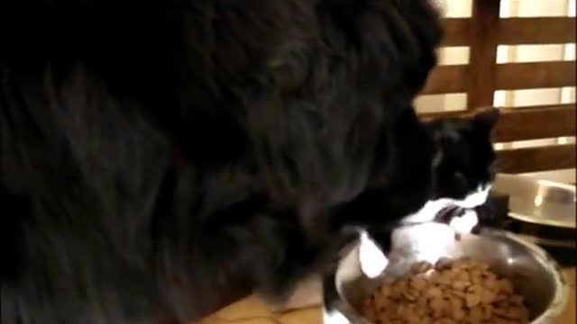 Big dog petting Newfoundland cat