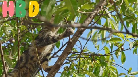 Adult Cat on a Tree cute c❤at video💕 full video 🐱cute cat video funny