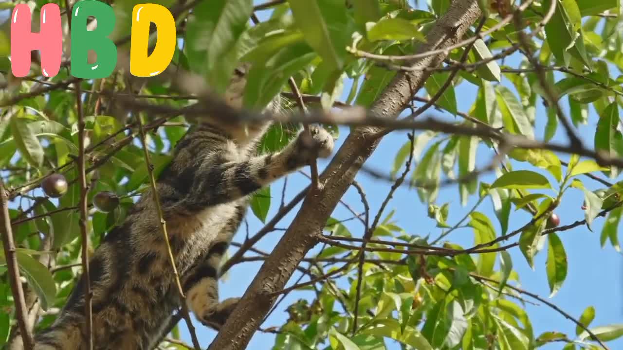 Adult Cat on a Tree cute c❤at video💕 full video 🐱cute cat video funny