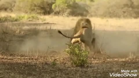 Lions attack