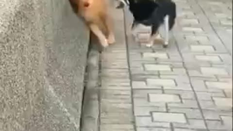 Super funny moments of your pet dog