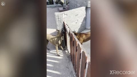 Two dogs cant figure out if they love each other or hate each other.mp4