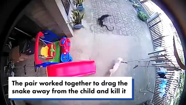 Heroic dog sacrifices life to save baby from deadly cobra