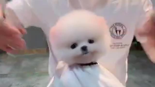 Mini Cute Pomeranian Boo
