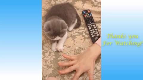 Short funny animal video,,,,, funny pets