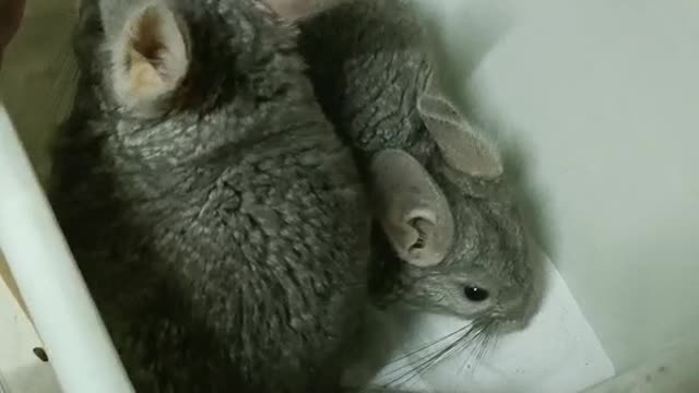 Chinchilla bathing sandstorm maker