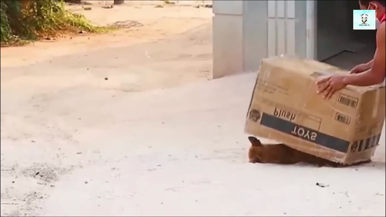 Prank Dog Funny video & fake Lion and Prank To dog & Huge Box Prank to dog