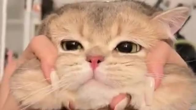 Funniest Cats 😹 - Don't try to hold back Laughter 😂 - Funny Cats Life