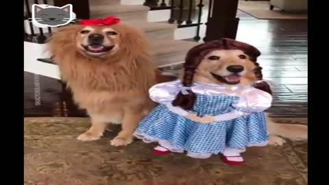 Cute Dogs Wear Wiard Of Oz Halloween Costumes