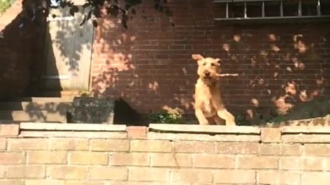 Cute dog with stick in mouth