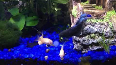 They are amazing marine creatures