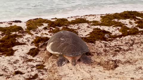 Rescuing an Exhausted Mama Sea Turtle