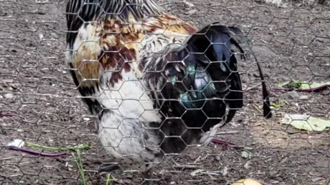 Rooster at Stamford nature center