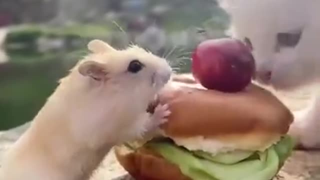 Cute mouse and Kitty eating hamburger SO ADORABLE