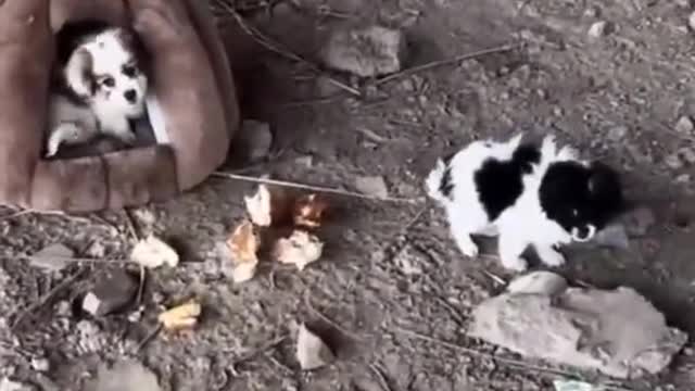 Two little milk dogs that were abandoned