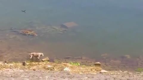 The Crocodile takes the dog into the Water/