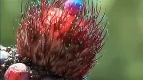 Some Bizarre Mushrooms, many I have never seen before...