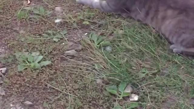 Cat playing in grass with mouse