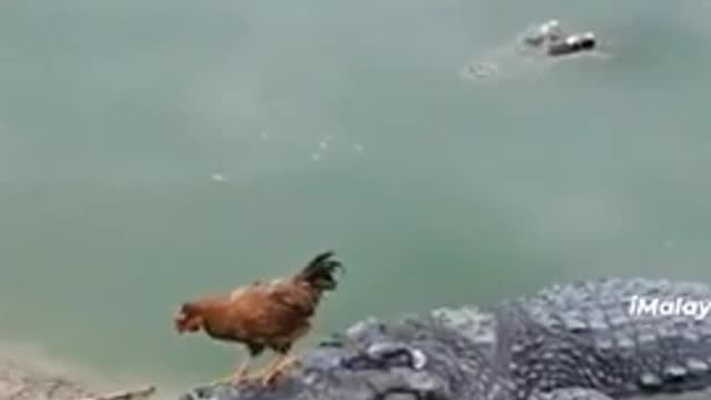 🐔 🐔 funny video#viral animals