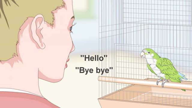 Teach a Quaker Parrot to Speak