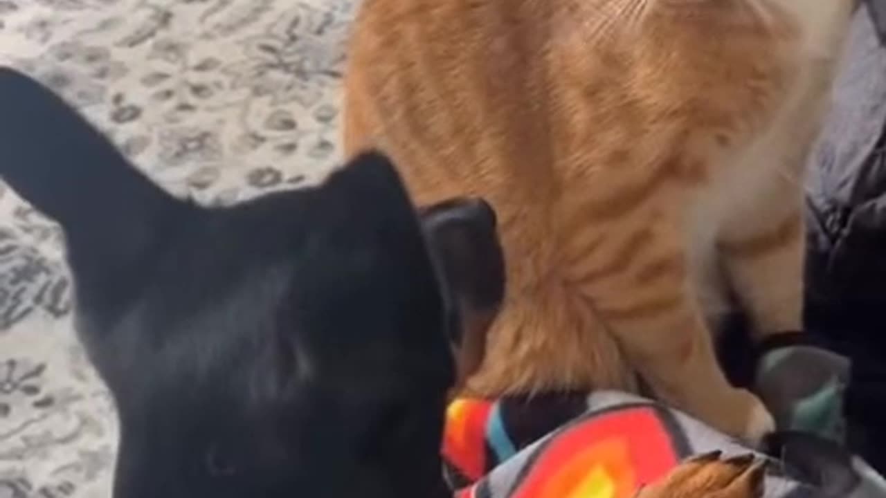 Viral dog and cat