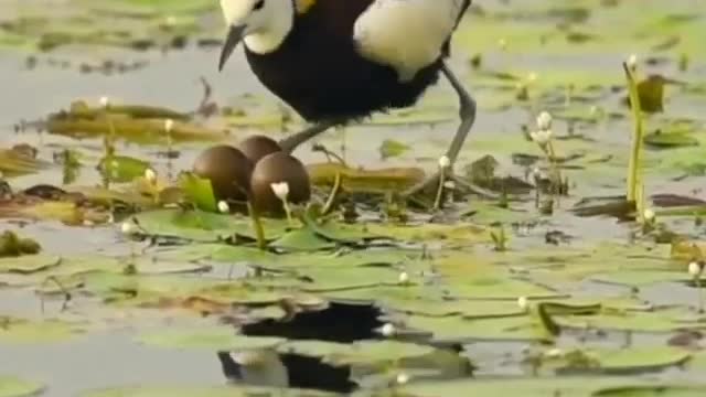 Bird Hatches Its Eggs On Water