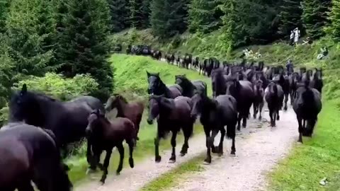 A surreal scene of a herd of horses