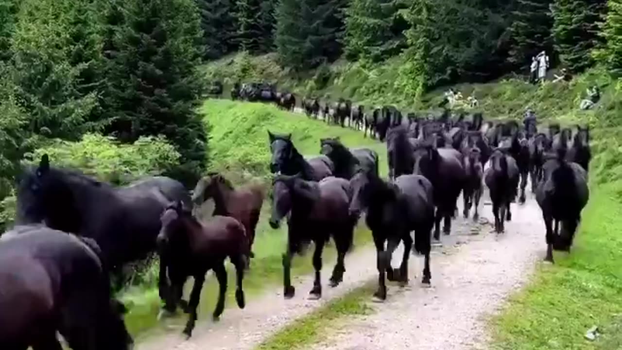 A surreal scene of a herd of horses