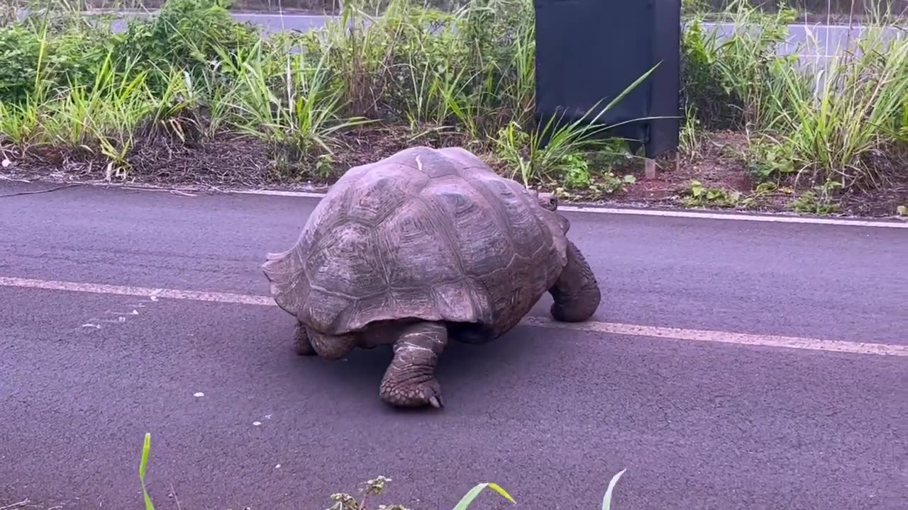 Gigantic Galapagos Tortoise casually saunters across bicycle path