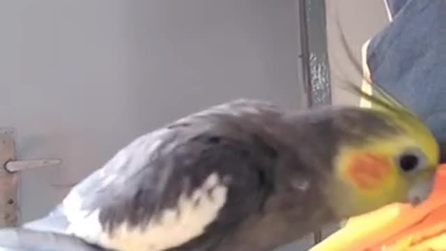 funny copilation cockatiel