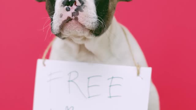 Cute Puppy With a Sign Sitting on a Stool