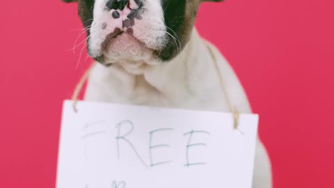 Cute Puppy With a Sign Sitting on a Stool