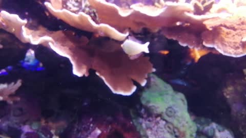 What fish is she?